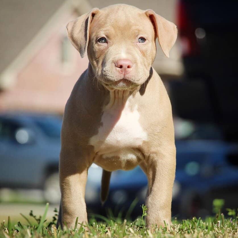 Short Pitbulls For Sale 2024 leadctr